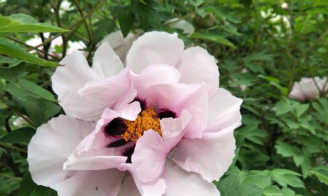 牡丹花语与其鲜花语言的深度剖析（揭秘牡丹花语）