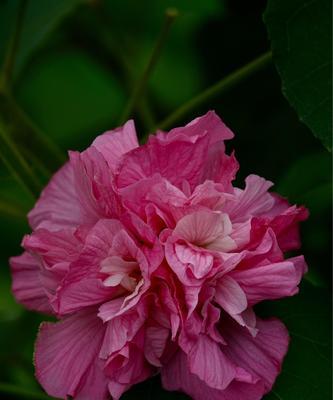 木芙蓉花开，花语诉心声（执念浓香）