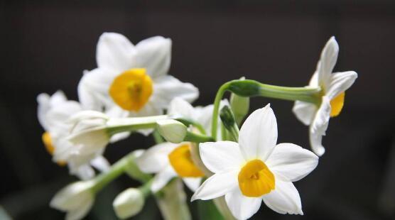 水仙花（水仙花特点）