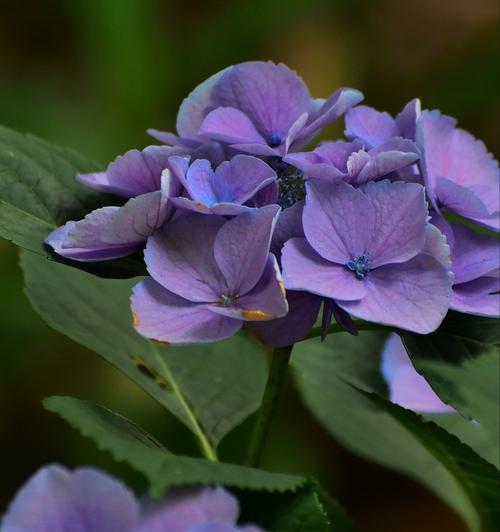 八仙花的花语与美丽传说（祝福与神奇的花朵）