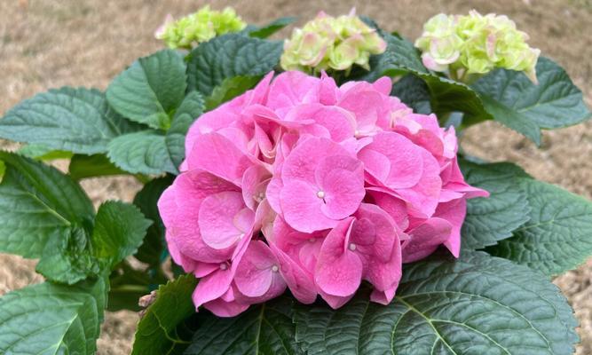 八仙花的花语与美丽传说（祝福与神奇的花朵）