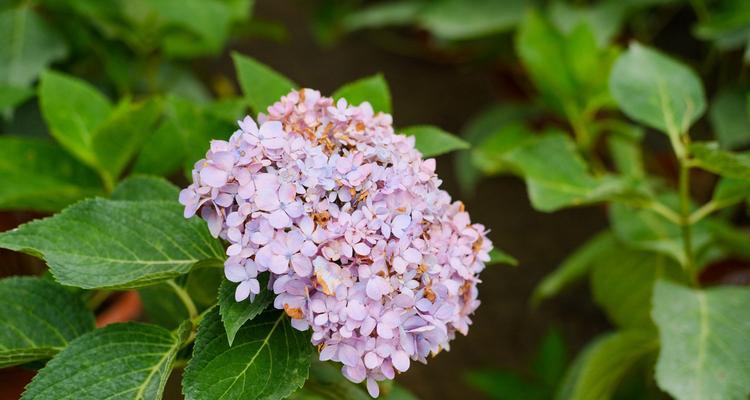 八仙花的花语与美丽传说（祝福与神奇的花朵）