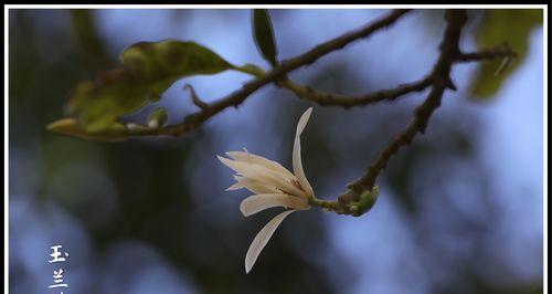 白兰花的花语和传说（白兰花传递着淡雅与坚强的力量）