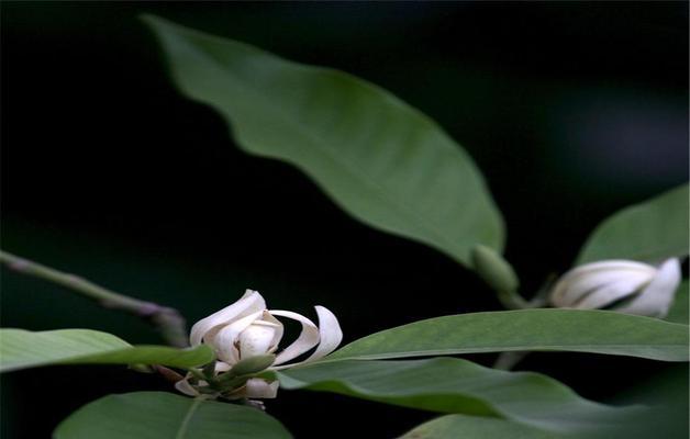 白兰花的花语与含义（探索白兰花的神秘语言）