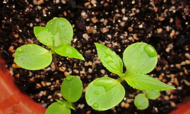 拥有缤纷花海的凤仙花的生长环境和特点（探秘凤仙花的成长环境和独特特点）