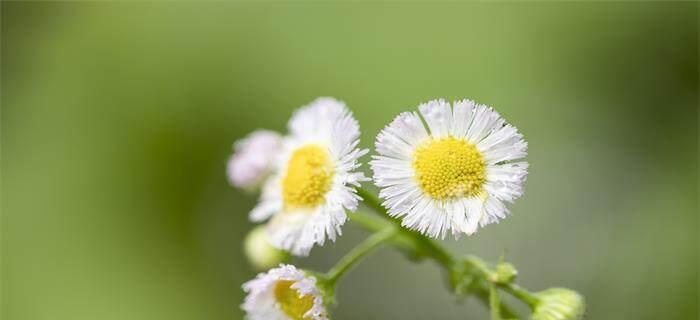 白色雏菊花花语的深意（透过白色雏菊花）