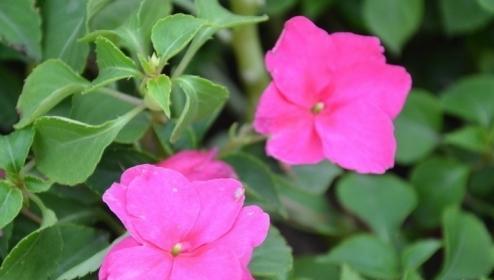 探究凤仙花的特点和生长环境（探究凤仙花的特点和生长环境）