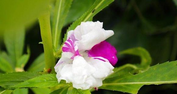 探究凤仙花的特点和生长环境（探究凤仙花的特点和生长环境）