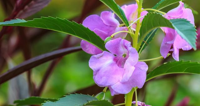 探究凤仙花的特点和生长环境（探究凤仙花的特点和生长环境）