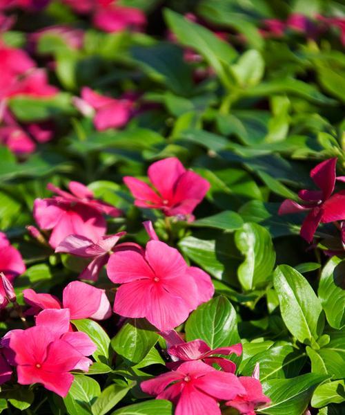 揭开凤仙花多年生的神秘面纱（从生长环境到栽培技巧）