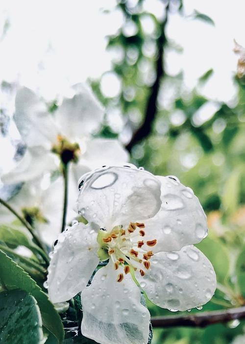 白色海棠花语——纯洁与崇高的象征（探寻白色海棠花的深层含义）