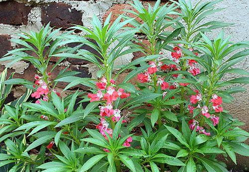 揭开凤仙花多年生的神秘面纱（从生长环境到栽培技巧）