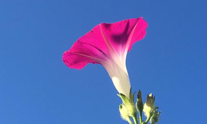 白色牵牛花的花语（探秘白色牵牛花的花语及文化内涵）