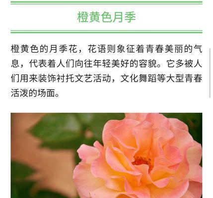 白色月季花语（揭示白色月季的花语和象征意义）