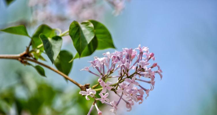 白色紫丁香花语（揭开白色紫丁香花背后的秘密）