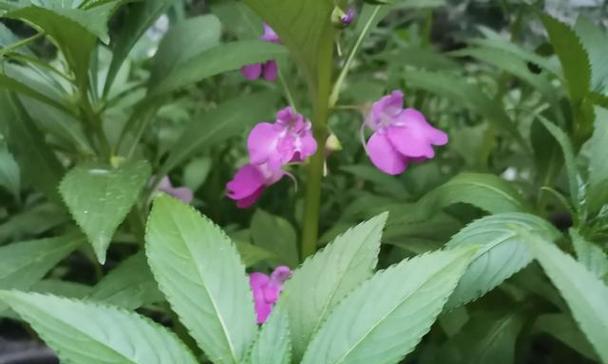 揭秘凤仙花（一年生植物真相大揭露）