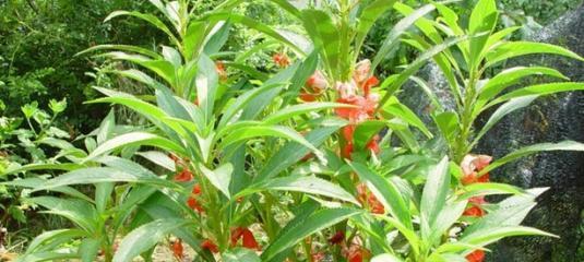 如何选取适宜的季节种植凤仙花（春夏秋冬）