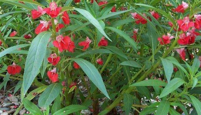 如何选取适宜的季节种植凤仙花（春夏秋冬）