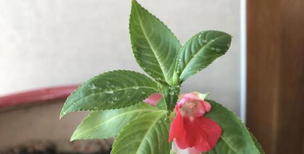 如何选取适宜的季节种植凤仙花（春夏秋冬）