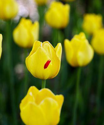 白郁金香花语（揭示白郁金香的花语以及其象征的情感）