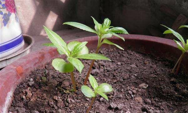 凤仙花喜阳光还是喜阴（了解凤仙花的光照需求）