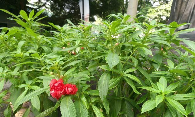 探秘凤仙花的多彩世界（从色彩中品味凤仙花的美丽魅力）