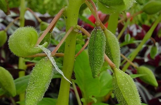 凤仙花有种子吗（探究凤仙花的繁殖方式及其种子的特点）