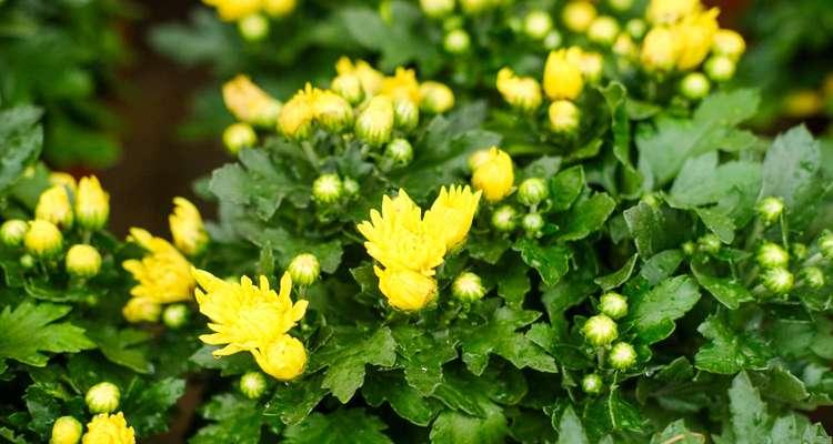 一年菊花盛开，花语传情（不同月份菊花花语大揭秘）