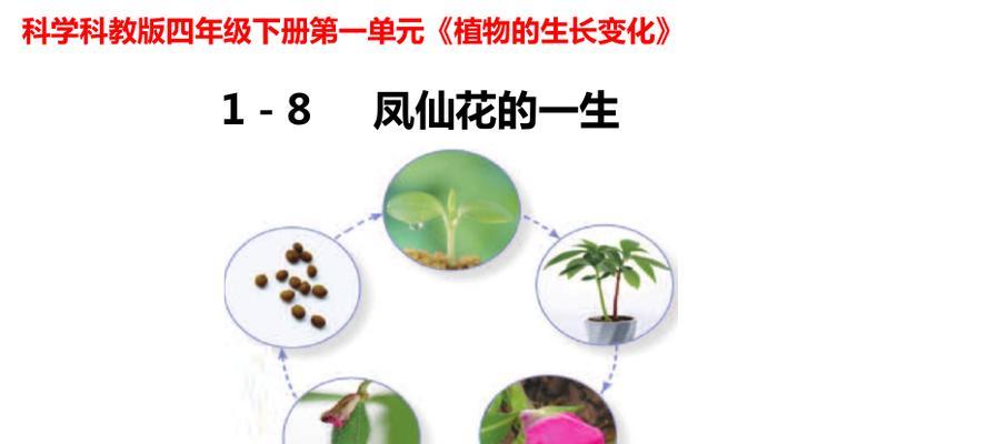 探秘凤仙花种子发芽的时间（种子发芽与生长关键）