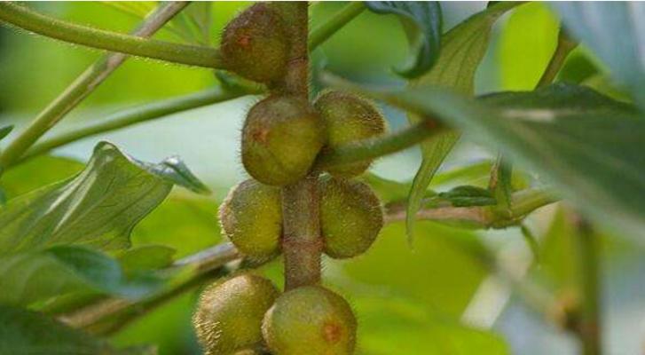 凤眼果实种植教程（从种植到收成）