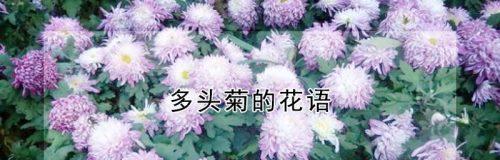 长寿菊花语的深意——生命的坚韧与希望（以长寿菊为主题的花语解析与寓意）