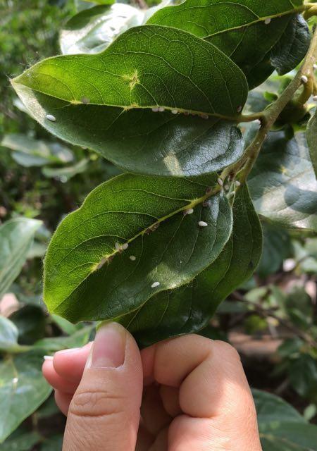 如何处理凤眼菩提长虫子问题（有效清除凤眼菩提长虫子的方法和注意事项）