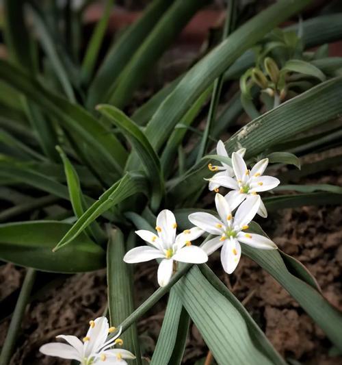 吊兰花的花语及其象征意义（了解吊兰花的花语）