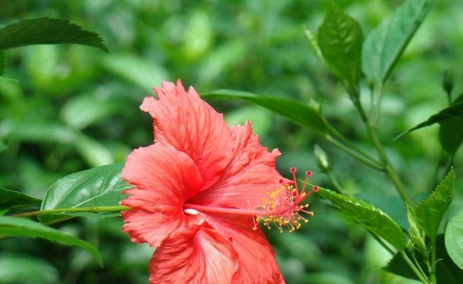 扶桑花（探秘扶桑花的独特魅力与特点）