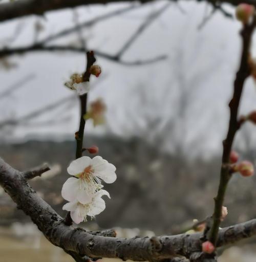 冬天的梅花（梅花在冬天中的象征意义与力量）