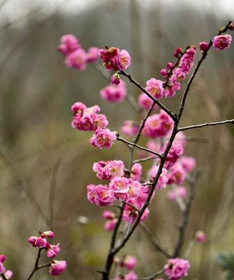 冬天梅花的独特之美（寒冷季节中绽放的奇迹）