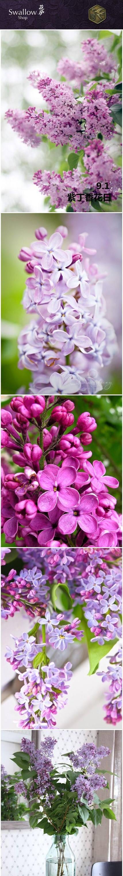 多肉紫丁香的花语与寓意（探寻多肉紫丁香花的奥秘）