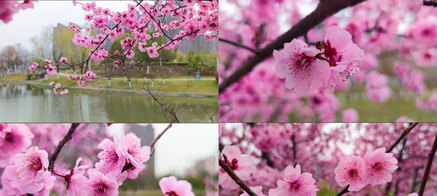 粉色梅花（唤醒内心深处的温柔力量）