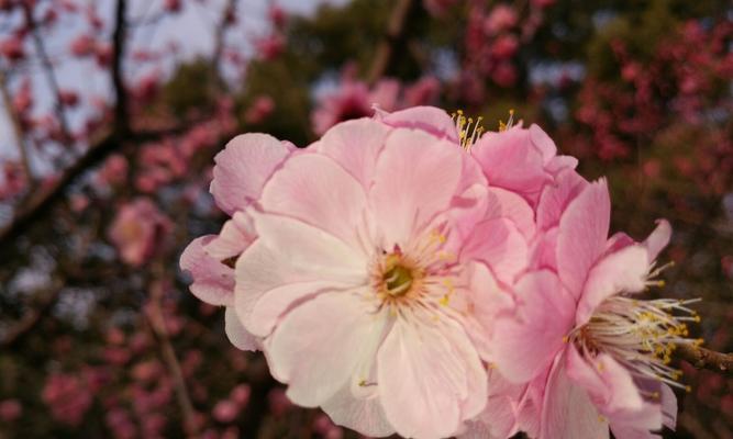 粉色梅花（唤醒内心深处的温柔力量）