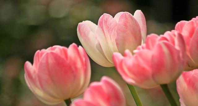 粉郁金香花语的意义及魅力（探索粉郁金香花的深层意义）