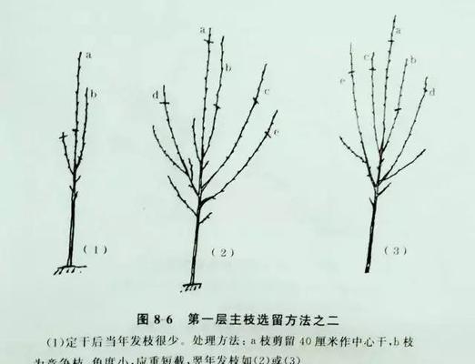 如何正确地剪枝扶桑（合适的时间和方法）