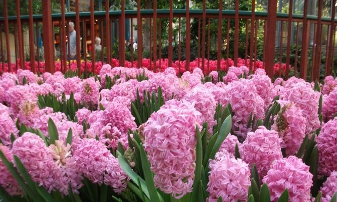 风信子的花语与寓意（探秘风信子的象征意义及文化背景）