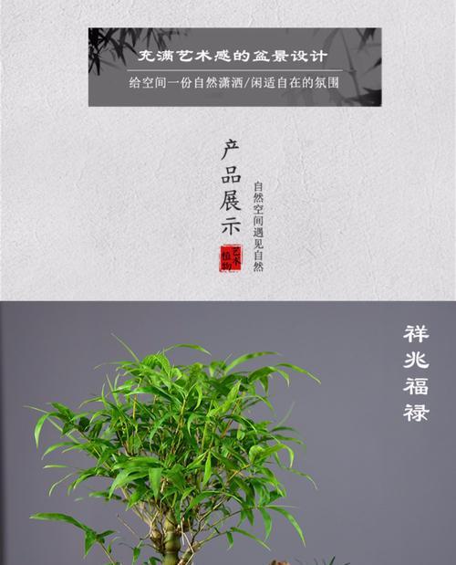 佛肚竹，一种简单易养的室内植物（从养殖方法到养护要点）