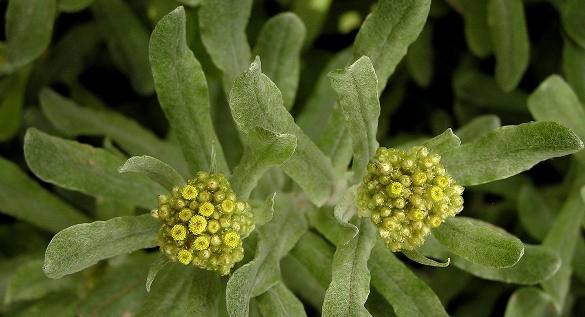 佛耳草——神奇的“护肤圣品”（探秘佛耳草的营养价值）