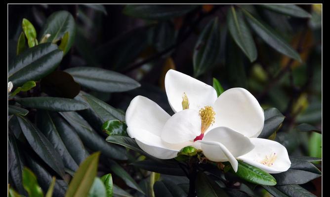 广玉兰花（以广玉兰花为象征的意义与价值）