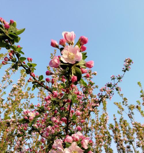 海棠花的花语与意义（揭秘海棠花的丰富内涵与象征）