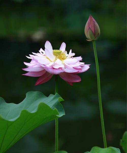 荷花的花语——寓意与传承（探索荷花花语的深层意义）