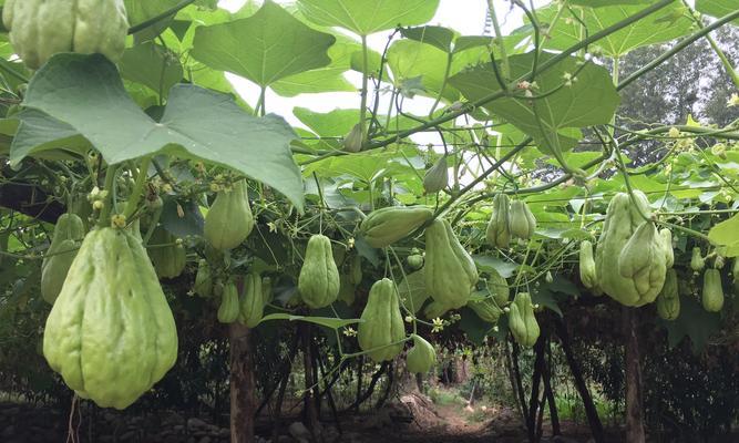 佛手瓜（种植习性）