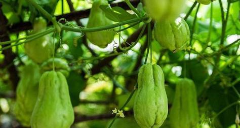 佛手瓜（种植习性）