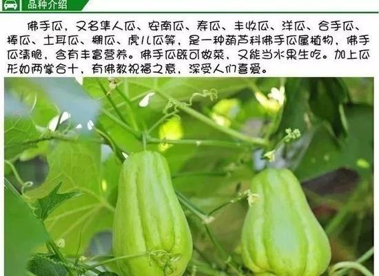 佛手瓜肥料的选择（如何选择最佳肥料为佛手瓜提供充足养分）